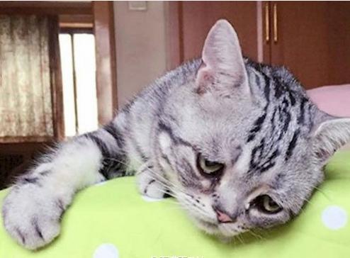 铲屎官回家看到这一幕,铲屎官回家的反应