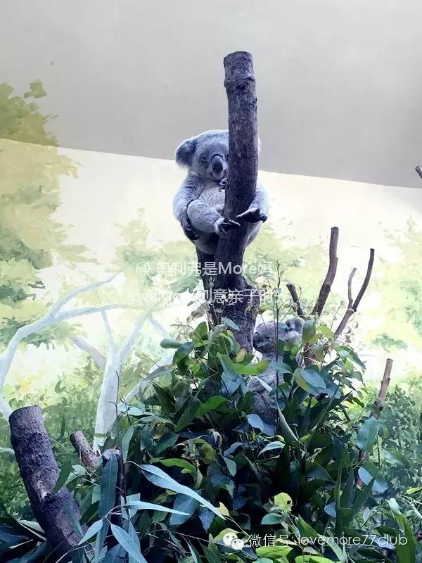 一日游广州长隆野生动物园攻略,广州长隆野生动物园自由行攻略