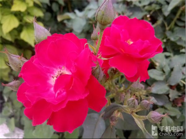 金立s6与s6pro的外观区别,二手金立s6pro开箱