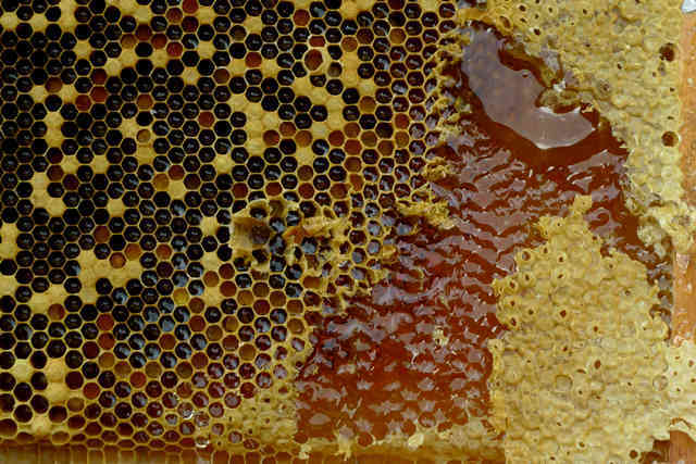 同酿百花为甘露，为何只有它“被授”蜂蜜中的“贵族爵”？