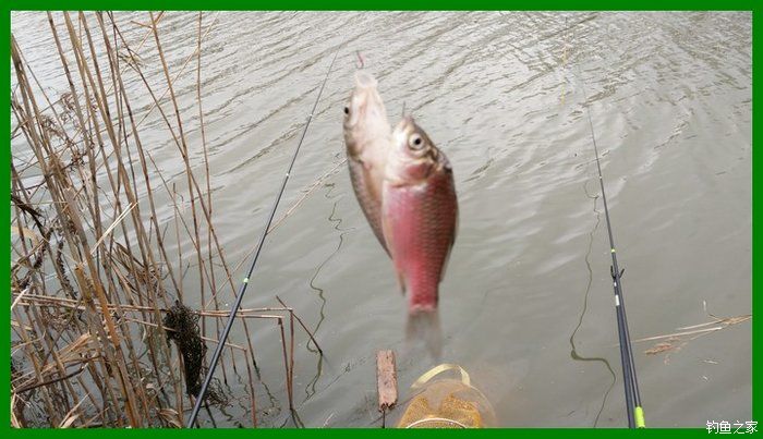 大鲫鱼大鱼,大鲫鱼大鲤鱼