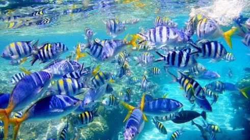 帕劳潜水之旅第三集,帕劳潜水之旅第二部