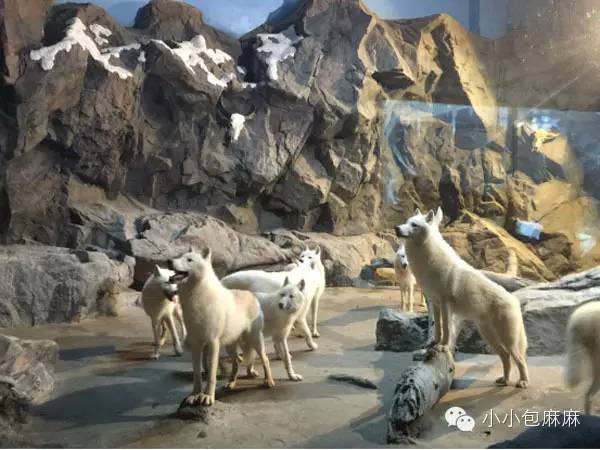 珠海长隆动物园游记,游记长隆动物园