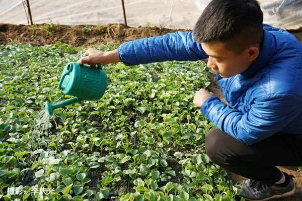 磴口的华莱士哪里有卖,天下第一瓜只有在磴口能吃上