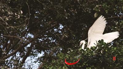 小鸟天堂绿岛,小鸟天堂广宁
