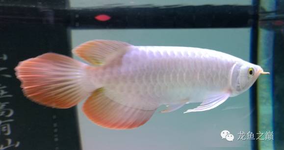 慢慢爱上养鱼,年纪到了爱上养鱼