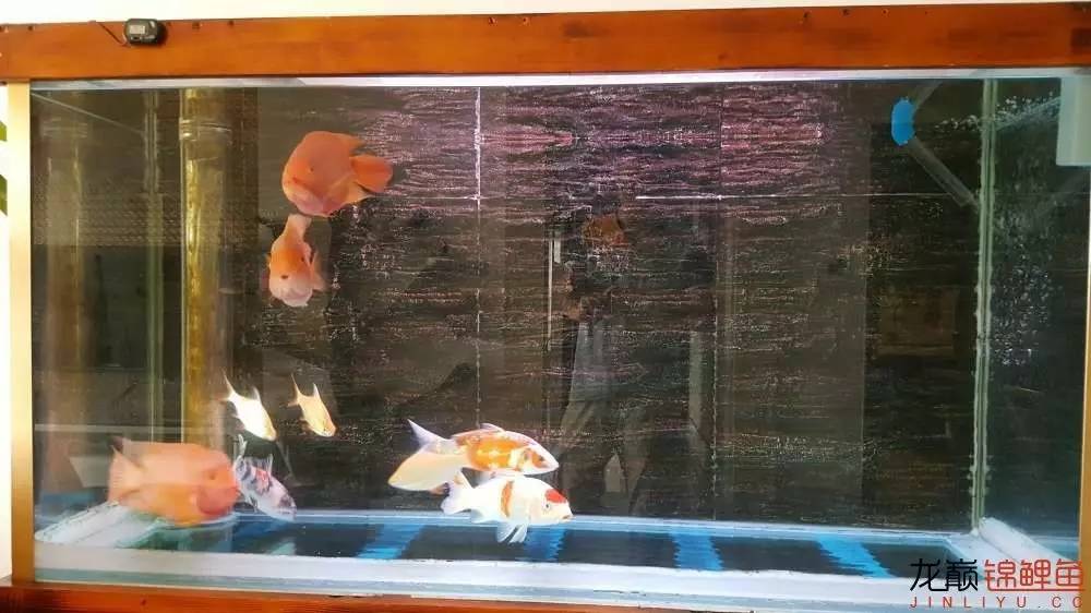 子母生态缸丨庭院深，深，深几许？