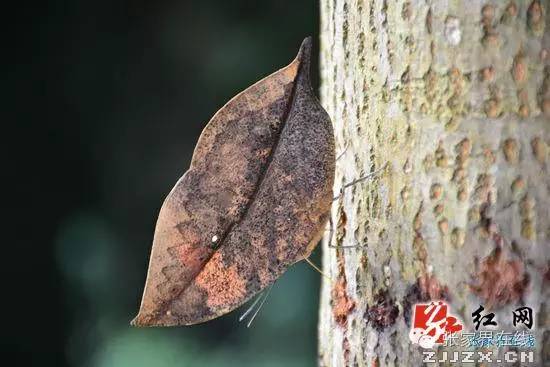 入选全国校园足球特色学校，贩卖岩蛙、青蛙被查，珍奇枯叶蝶现身，吃货大显身手......点击阅读更多张家界精彩新闻！