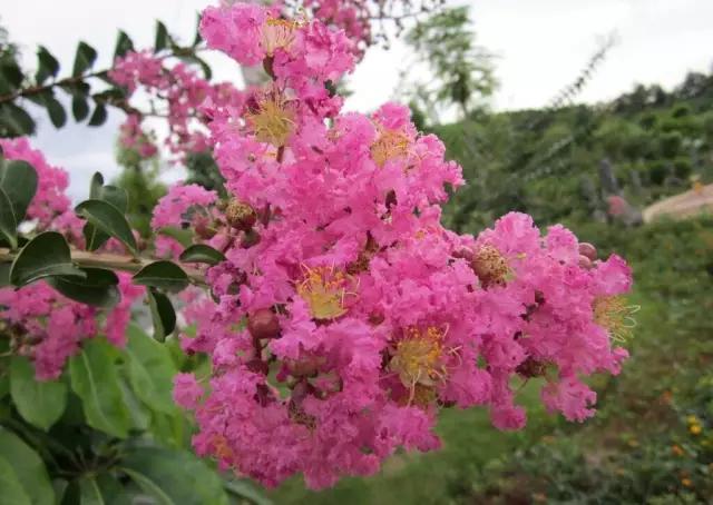 迎接父亲节：紫溪半岛的2000株紫薇花竞相绽放！限时免费欣赏