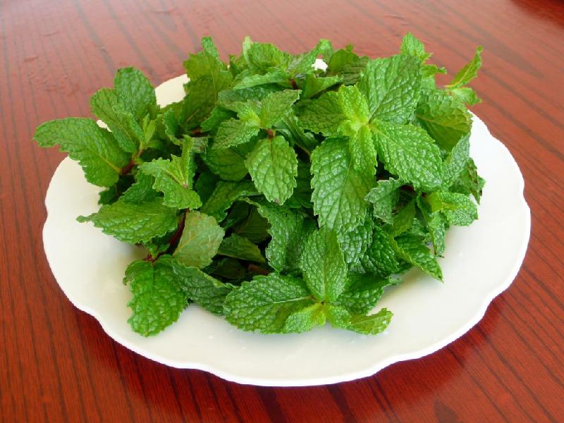 薄荷到底有多神奇,薄荷怎么可以越来越多