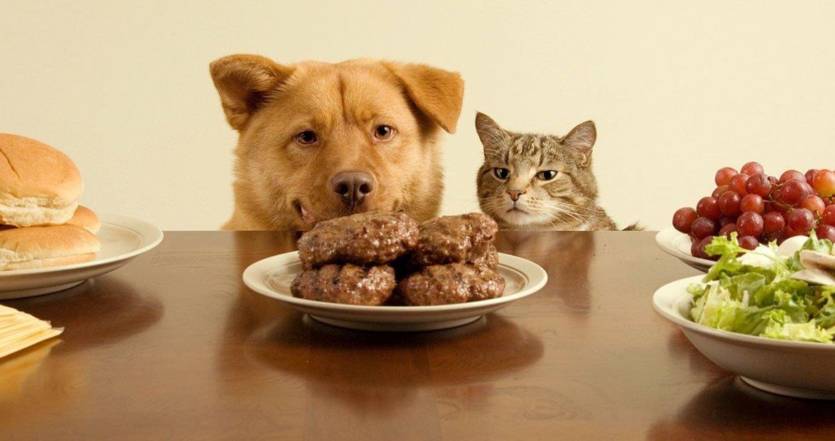 比狗粮还好的东西,比狗粮更好的选择