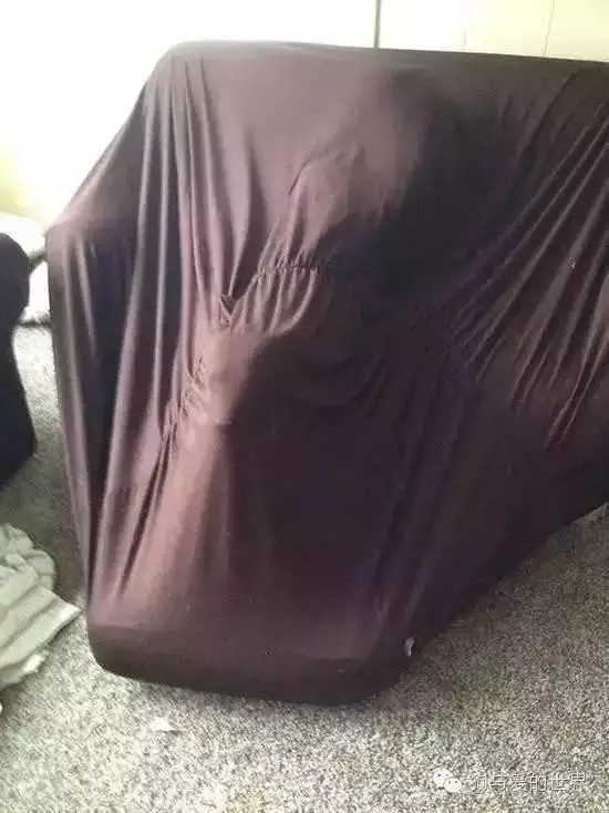 狗狗蠢萌和酷炫,狗狗蠢萌瞬间