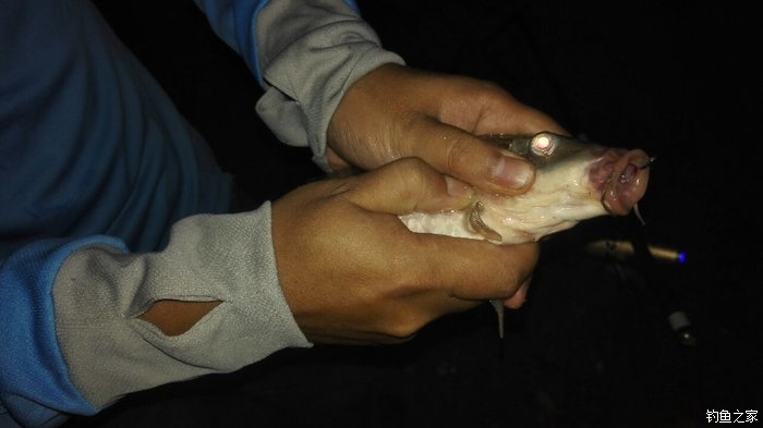 秋浦河冬钓板鲫,夜钓王二河图片