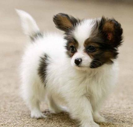 狗狗怀孕后会有什么表现,狗狗怀孕50多天食欲不振怎么回事