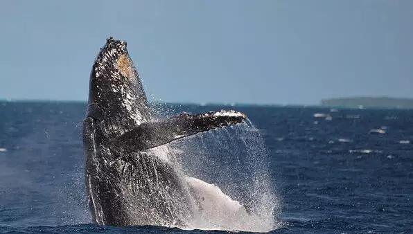 又有一个神秘岛国对中国免签,这个以胖为美的国家,美到极致!
