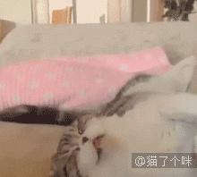 喵星人爆笑合集萌宠,爆笑萌宠大合集关于猫