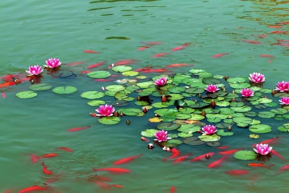 古诗中的鱼诗句,古诗鱼儿