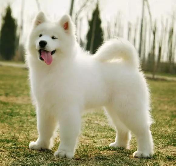 萨摩耶犬的遗传疾病有哪些,萨摩耶常见疾病以及防治措施