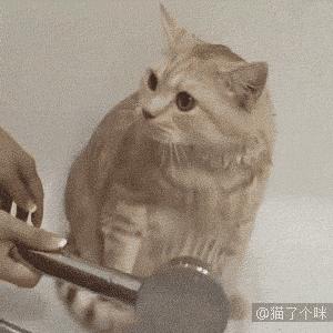 喵星人爆笑合集萌宠,爆笑萌宠大合集关于猫