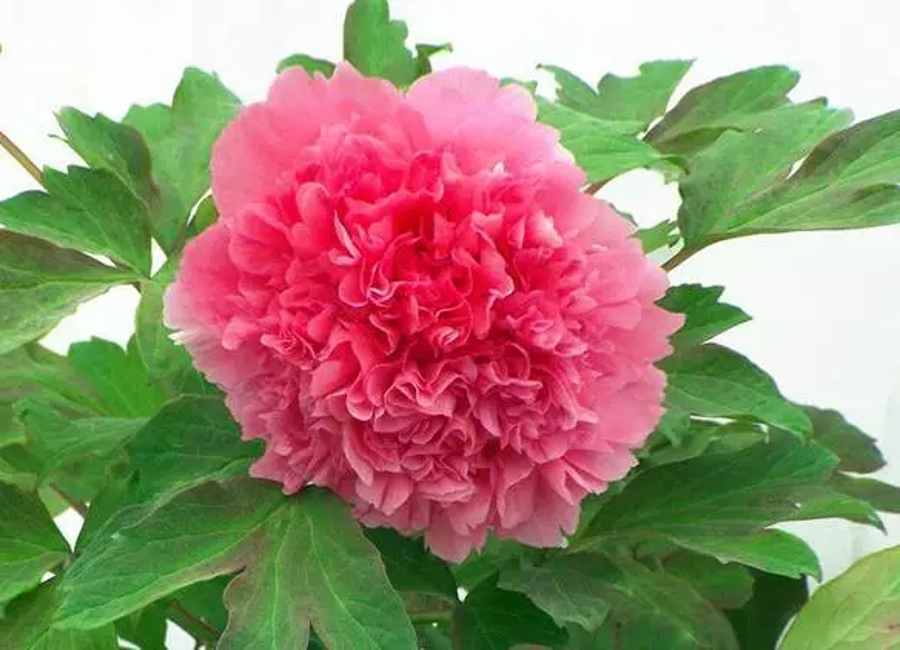 汉字的读音之美,汉字美的偏旁