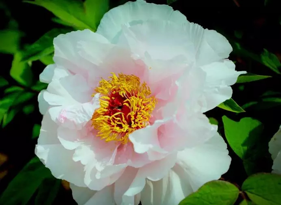 汉字的读音之美,汉字美的偏旁