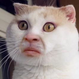 很火的动态小猫表情包,喵喵喵表情包动态