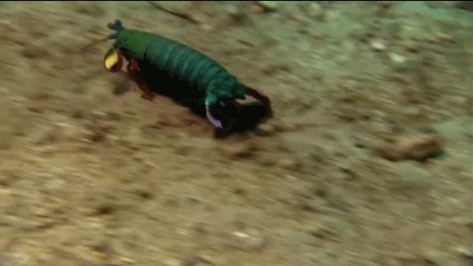 皮皮虾是哪来的和平精英,皮皮虾特性