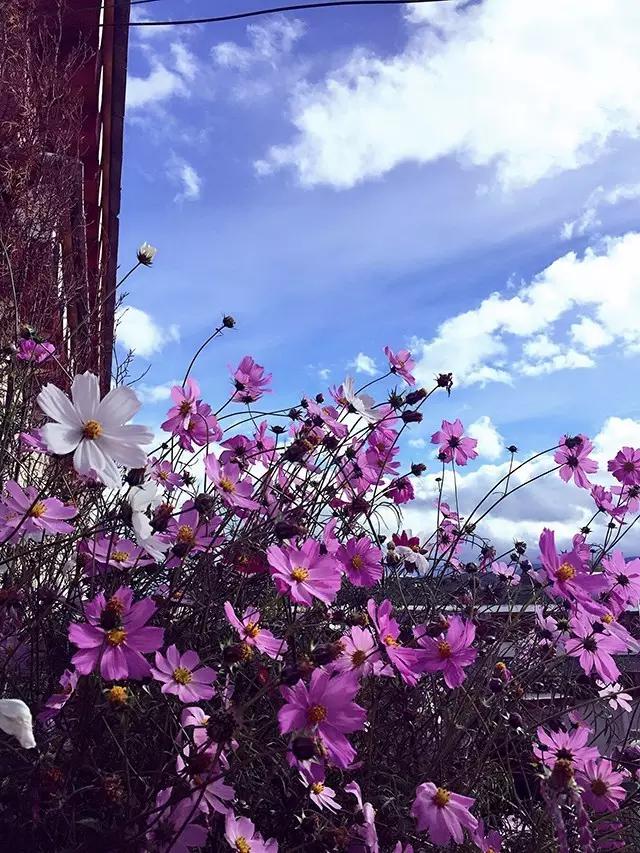这些镜头里的花，让我瞬间变“花痴”
