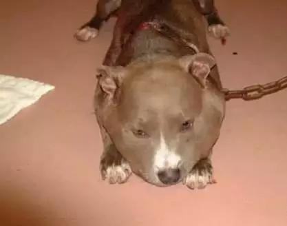 为啥流浪狗会突然发狂,流浪狗行为怪异