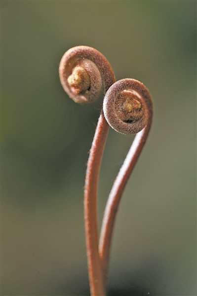 走进春天的田野听一听野菜的故事