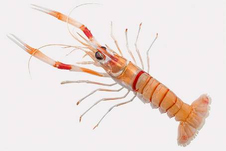 怎么样吃小龙虾才不过敏,怎样吃小龙虾最安全