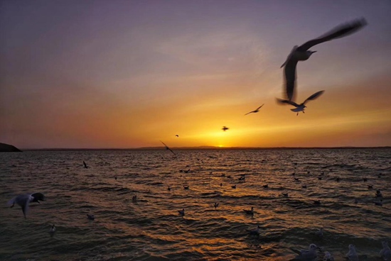 乌海要火啦！6.1日，齐秦、箫桐、德德玛、巫启贤、陈志朋、faye飞等众多明星齐聚乌海！