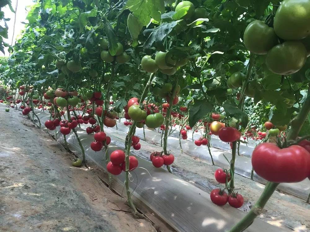 回到沙沙甜甜的味道！三十年番茄品种变迁史