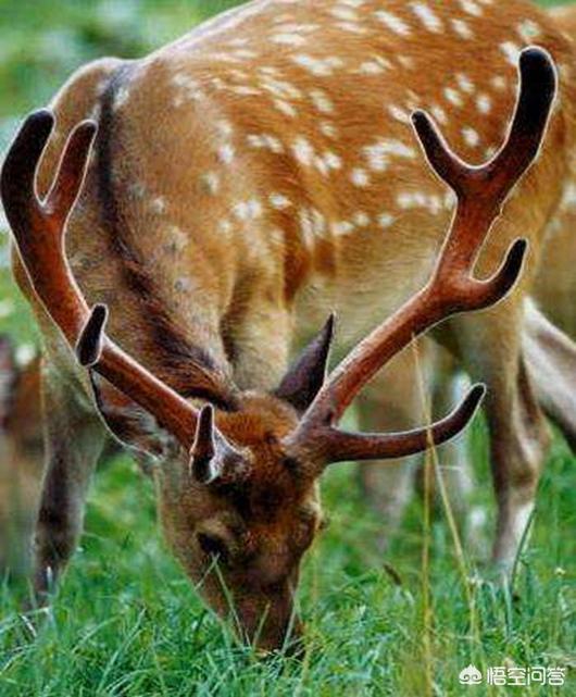 男性长期喝鹿茸的功效,中药鹿茸的作用与功效及禁忌