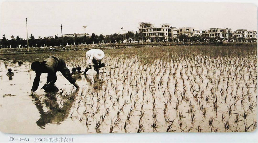 习*平近**总书记都记着的宝安,你怎能不关注呢?