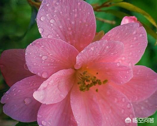 阿司匹林肠溶片对养花有什么好处,阿司匹林养花最佳方法