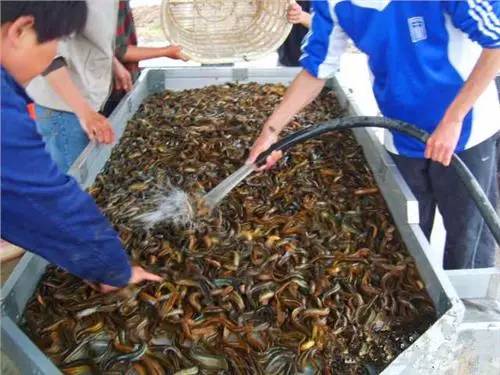 泥鳅对虾养殖,泥鳅套养南美白对虾