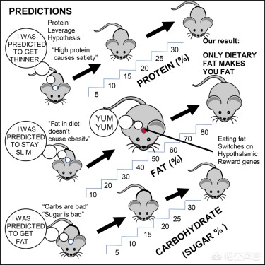吃什么才容易长胖,吃什么比较容易胖