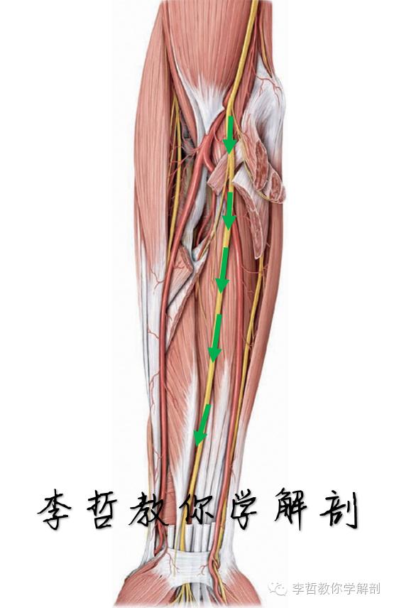 右正中神经在哪里,正中神经手部分支