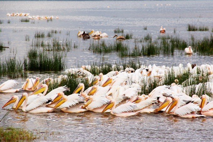 12天肯尼亚动物大迁徙自驾之旅,肯尼亚动物旅行