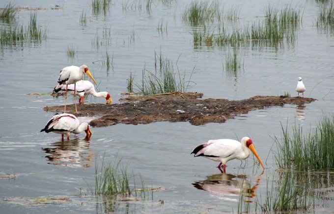 12天肯尼亚动物大迁徙自驾之旅,肯尼亚动物旅行
