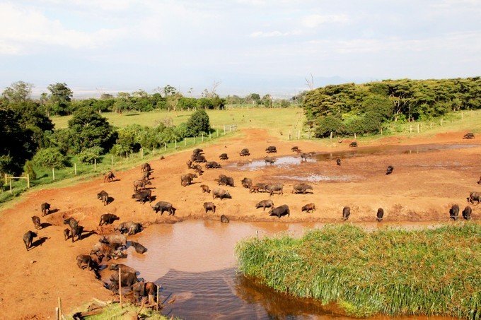 12天肯尼亚动物大迁徙自驾之旅,肯尼亚动物旅行