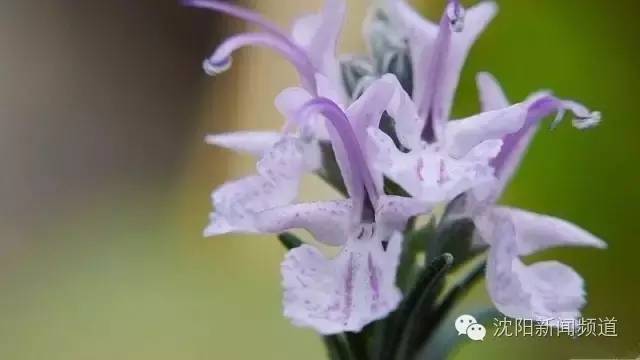 沈阳最新赏花地点,沈阳周边自驾赏花