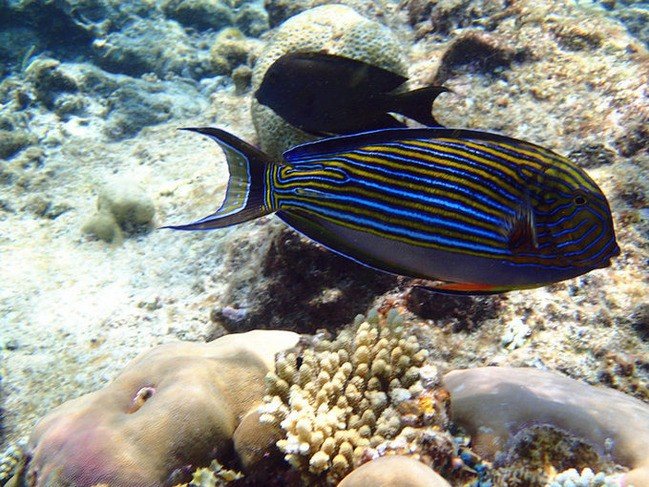 马尔代夫莉莉岛适合几月份去,马尔代夫莉莉岛旅游攻略