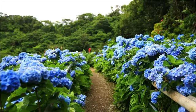 日本姑娘长什么样,想象中的日本是这样的吗