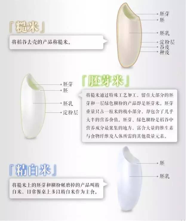 脚气病患者福利来啦！日本人为什么吃胚芽米？原因在这！