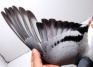 如何看信鸽好与差,信鸽翅膀怎样鉴别好坏