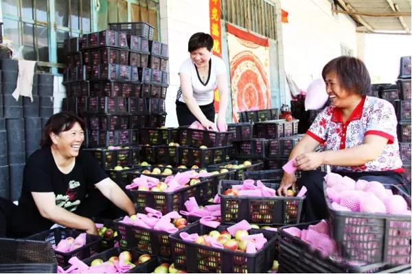 万荣油桃“国际化”的“前世今生”