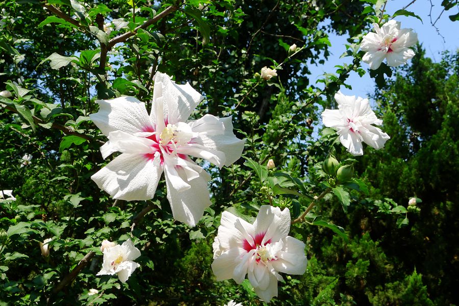 朝开暮落，转“蕣”即逝，植物里的人生况味