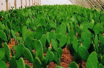 南药种植项目是骗人的吗,千万别上当了45个骗人的农业项目